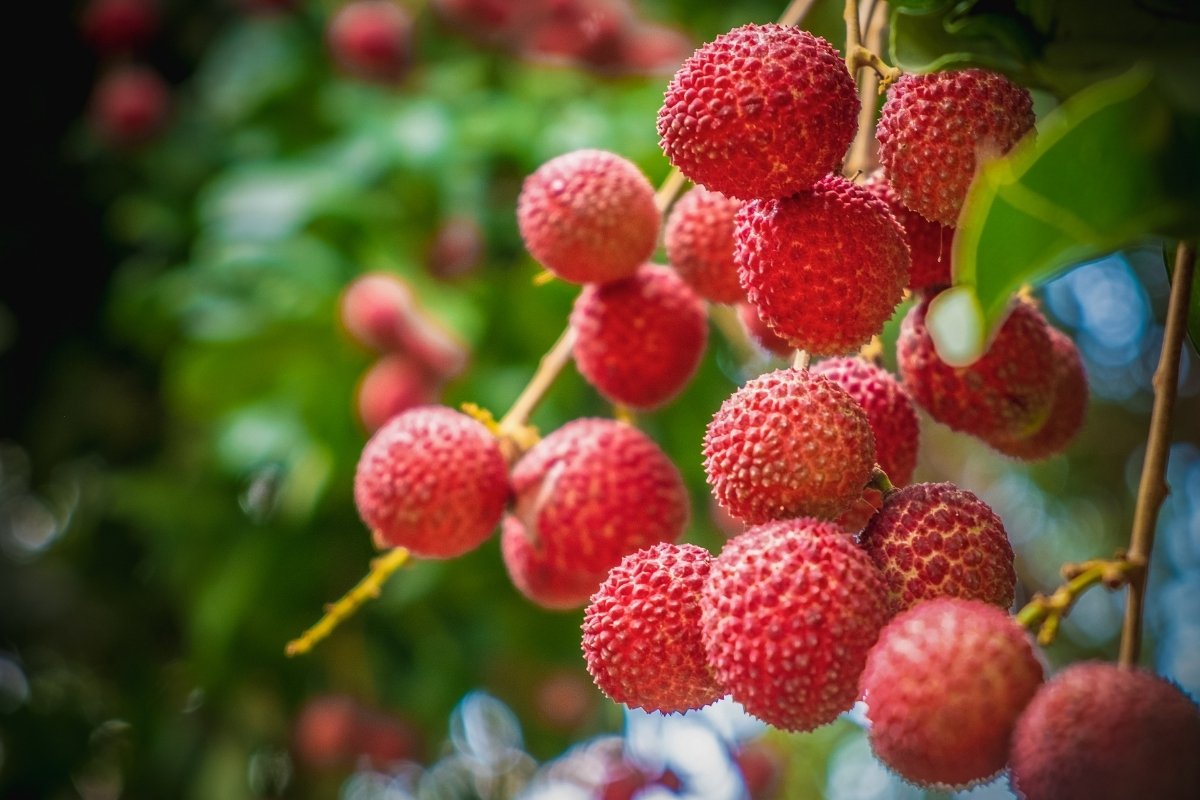 How to Grow Lychee Indoors