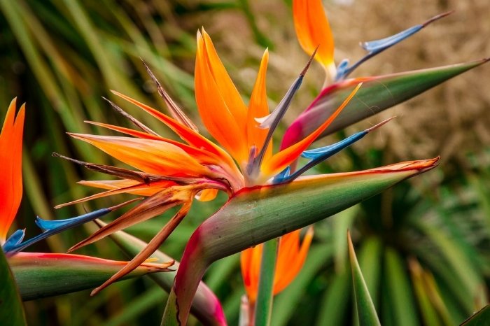 What Is A Bird Of Paradise Plant