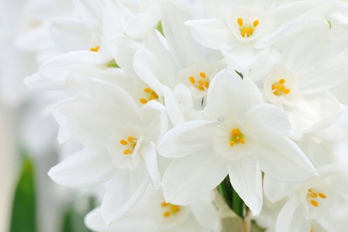 What To Do With Paperwhites After They Bloom Indoors