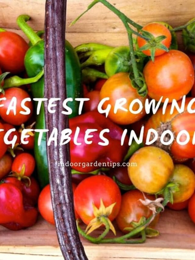 8 Home Grown Vegetables To Add To Your Indoor Garden