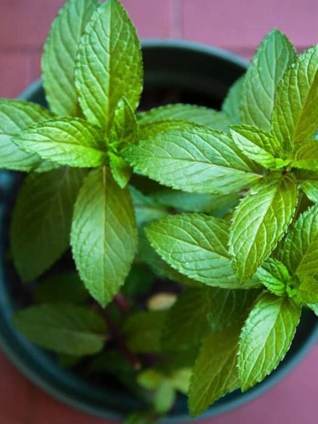 See How Easily You Can Grow A Mint Plant Indoors