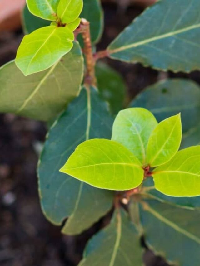 Aromatic Bay Laurel Are A Must Try For Indoor Plants- Grow Guide