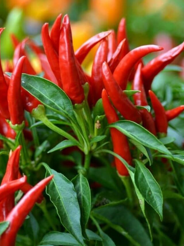 Step-By-Step To Birds Eye Chili Indoors
