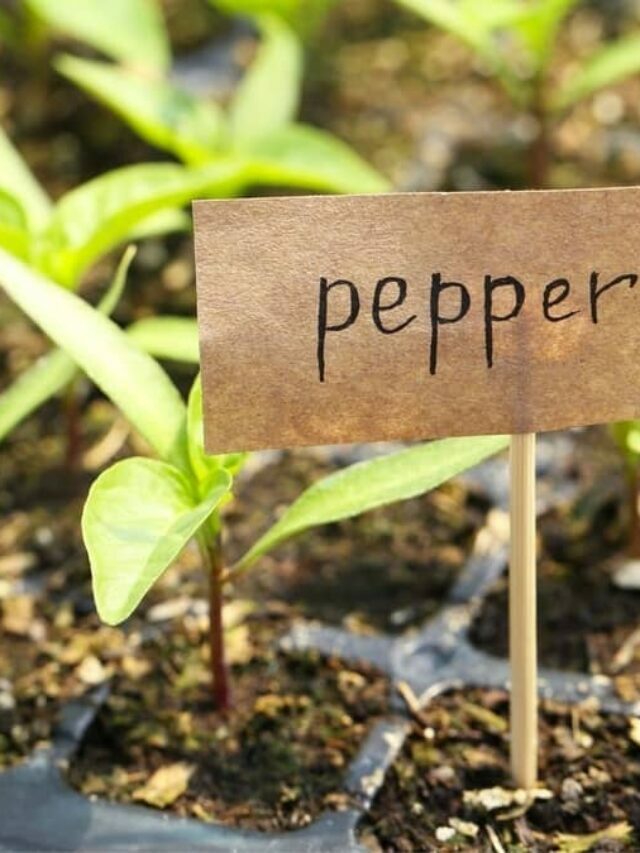 Essentials To Growing Black Pepper Plants Indoors