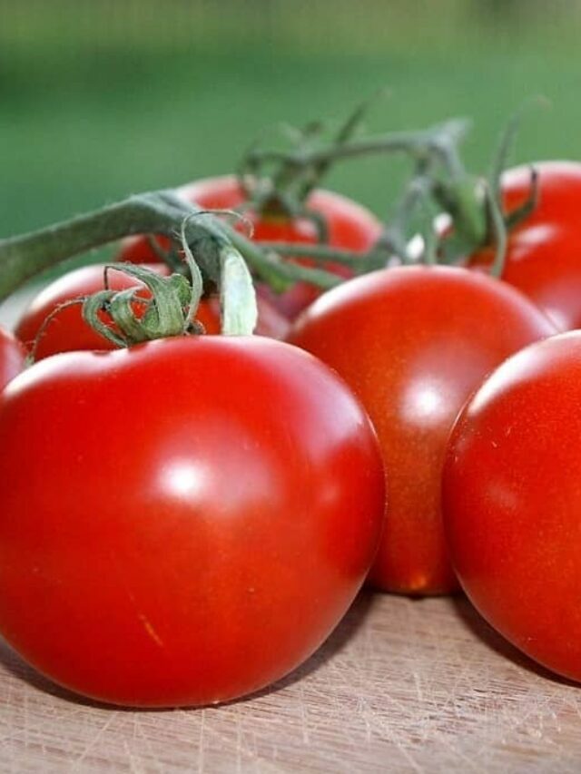 Fresh Homegrown Campari Tomatoes- Simple Guide