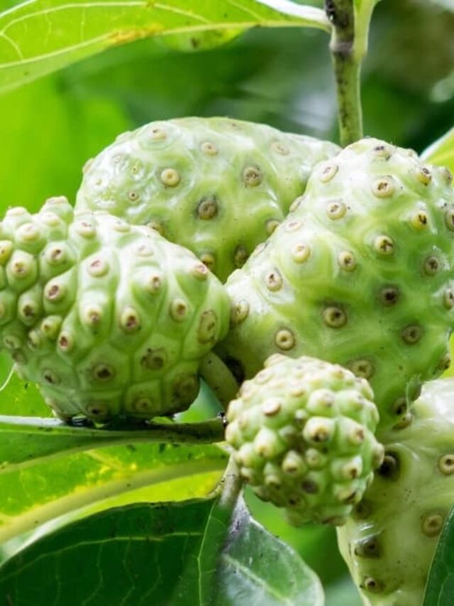 Grow Cherimoya Indoors: Are You Up For The Challenge?