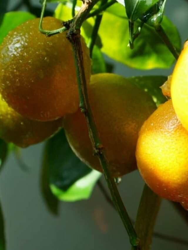 6 Secrets To Grow Fresh Fruity Clementine Trees Indoors