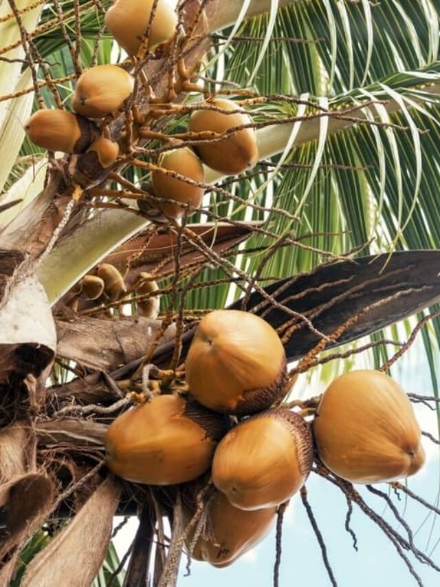Expert Advice To Grow Coconut Palm Trees Indoors