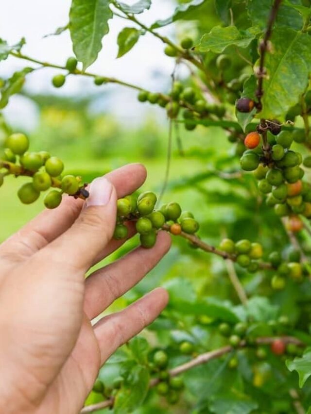Save Money By Growing Your Own Coffee Beans