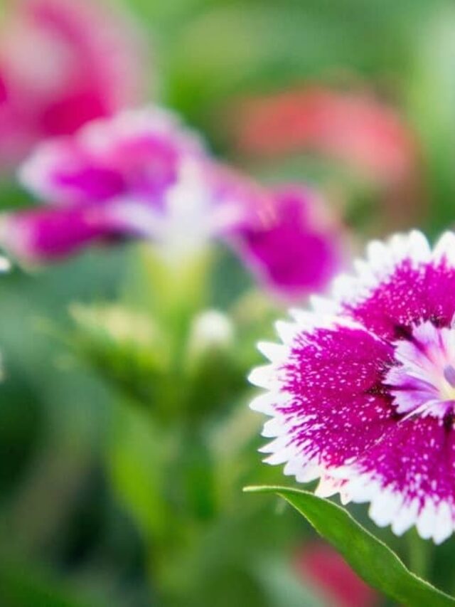 Essential Tips To Grow And Care For Dianthus Indoors