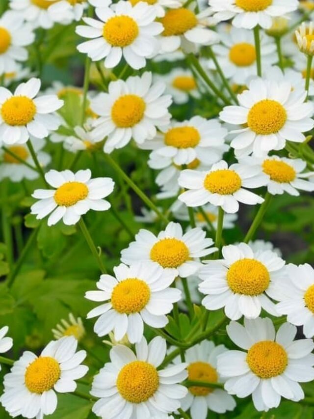 All You Want To Know About Growing Feverfew Indoors