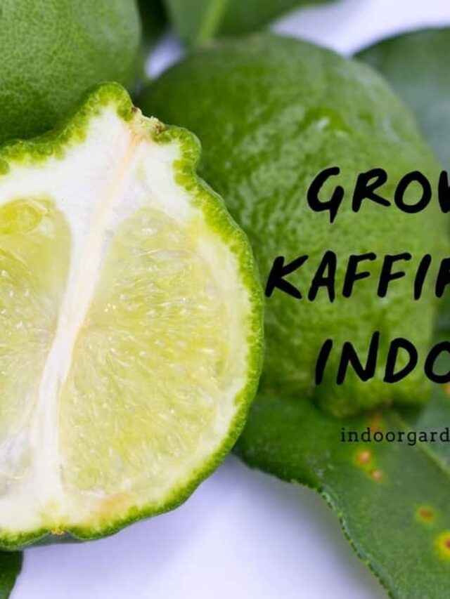 3 Things Kaffir Limes Need To Grow Indoors