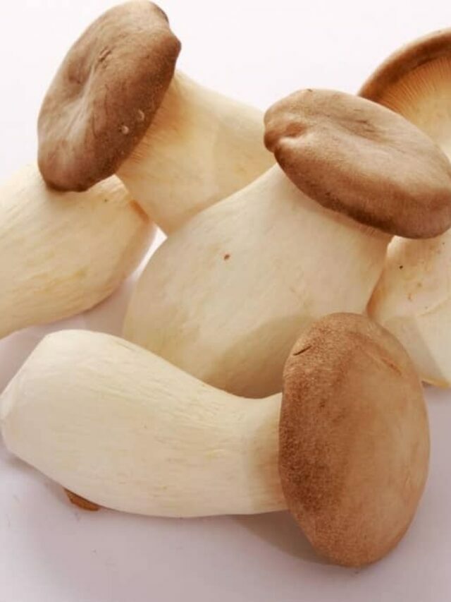 Grow King Oyster Mushrooms Indoors: The Ultimate Challenge