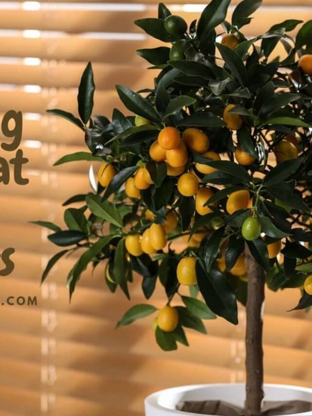 Care Guide To Growing Kumquat Trees Indoors