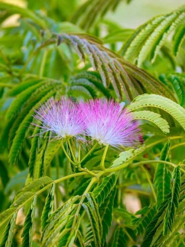 Reasons Why Should Try Growing Mimosa Hostilis