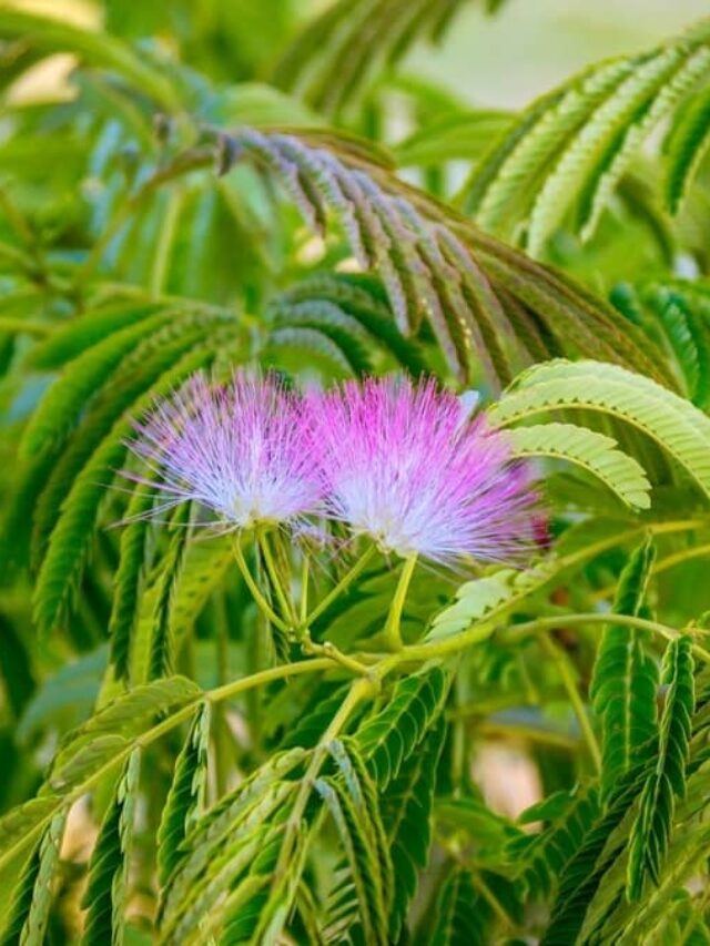Reasons Why Should Try Growing Mimosa Hostilis