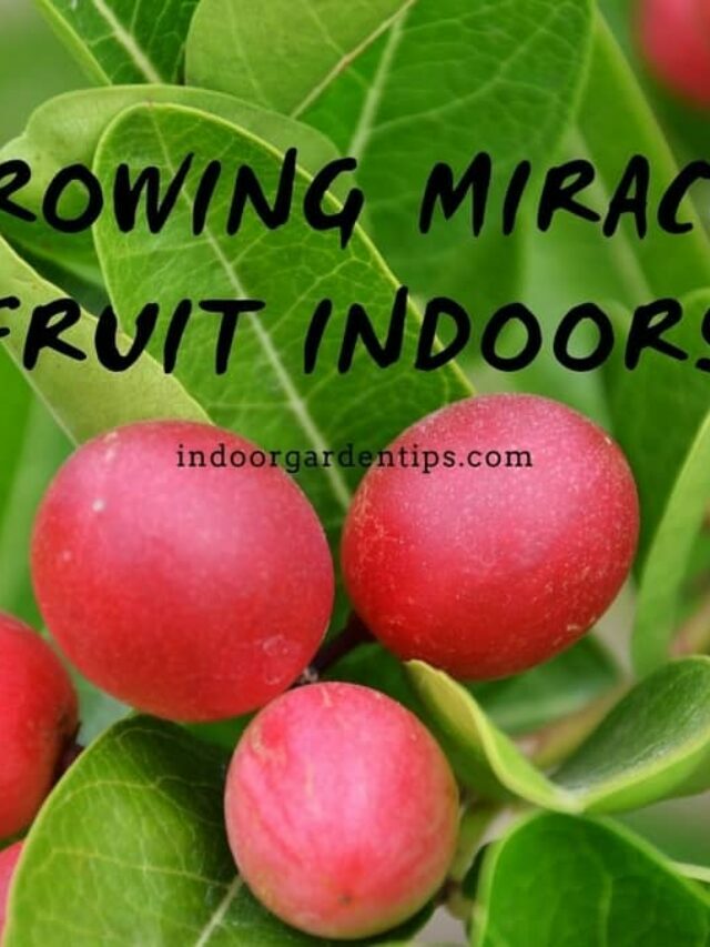 The 10 Things Every Miracle Fruit Grown Indoors Needs