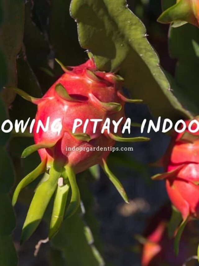 Growing Pitaya Indoors: 7 Things To Keep In Mind When