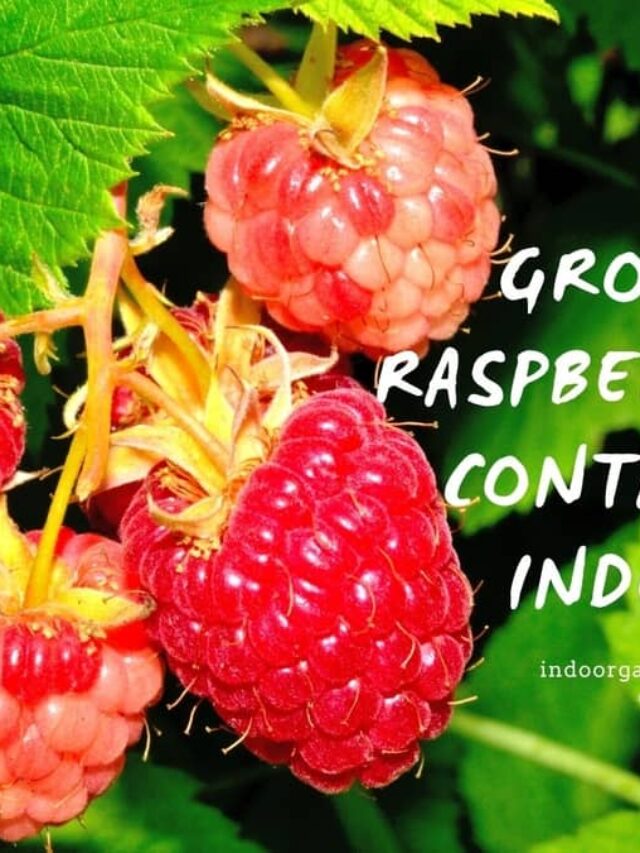 Grow Your Own Fresh Raspberries In Containers Indoors