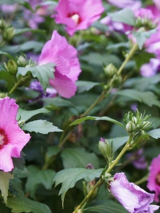 4 Steps To Grow Rose Of Sharon Indoors