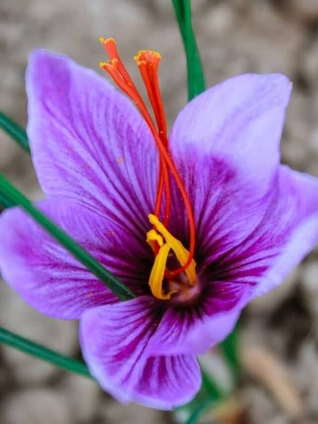 Growing Saffron Indoors Without Breaking A Sweat