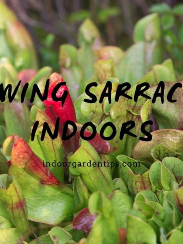The Musts To Growing Sarracenia Indoors