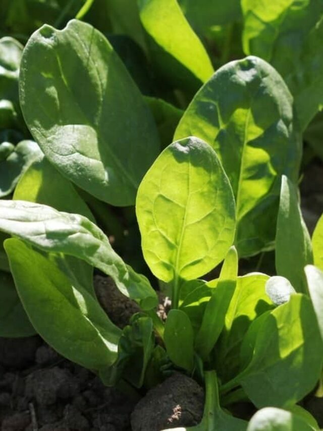 Best Superfoods To Grow Indoors: Fresh Spinach