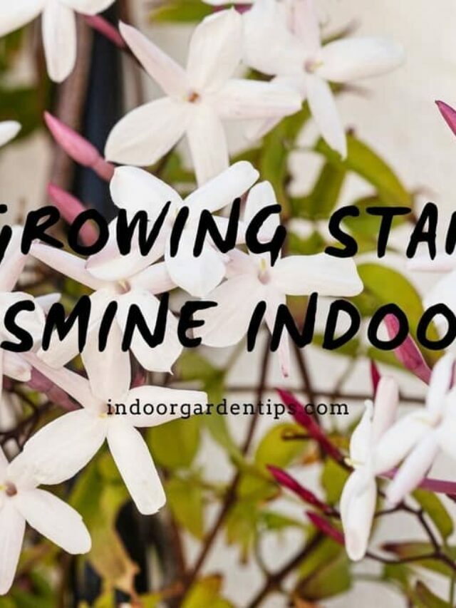 A Helpful Guide To Grow Star Jasmine Indoors