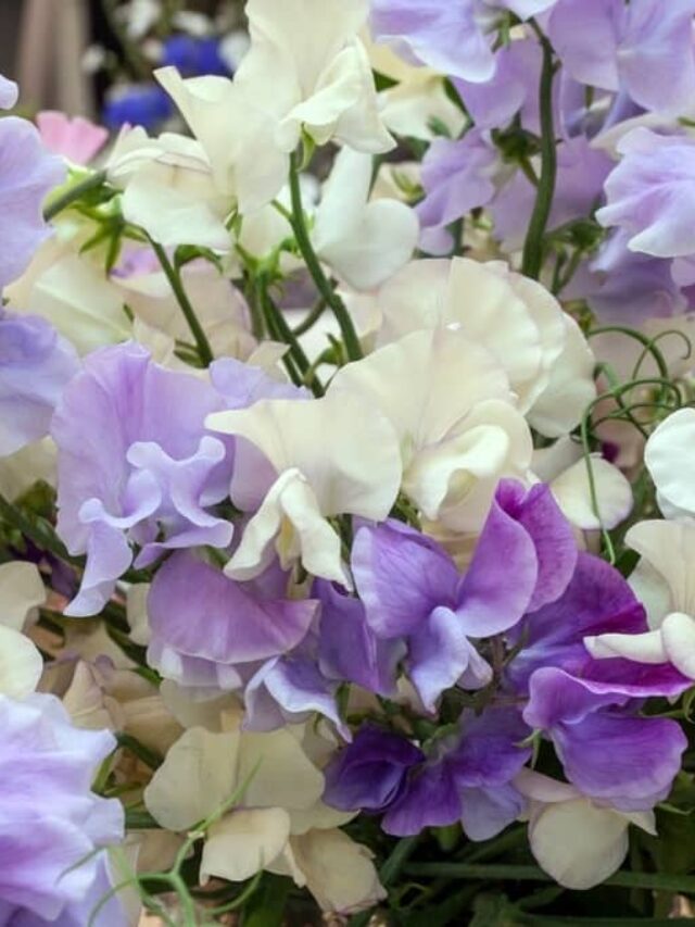 Plant Sweet Pea Flowers And Succeed!