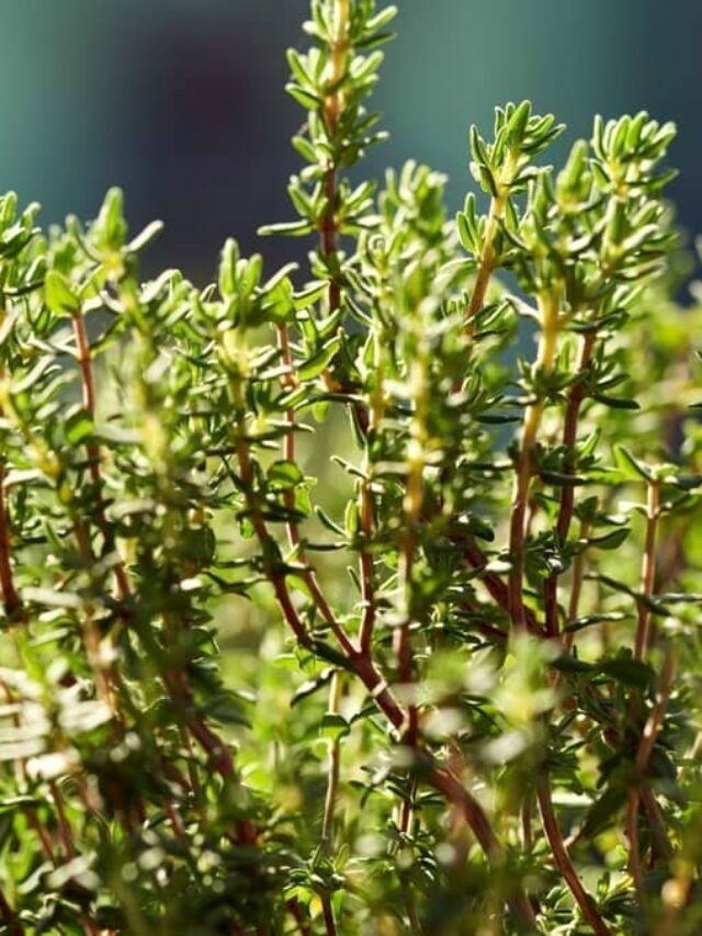 Here’s A Great Guide To Growing Thyme Indoors From Seed