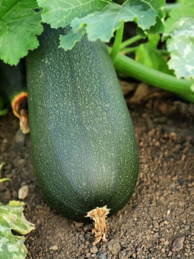 5 Important Factors When Growing Zucchini From Seed Indoors