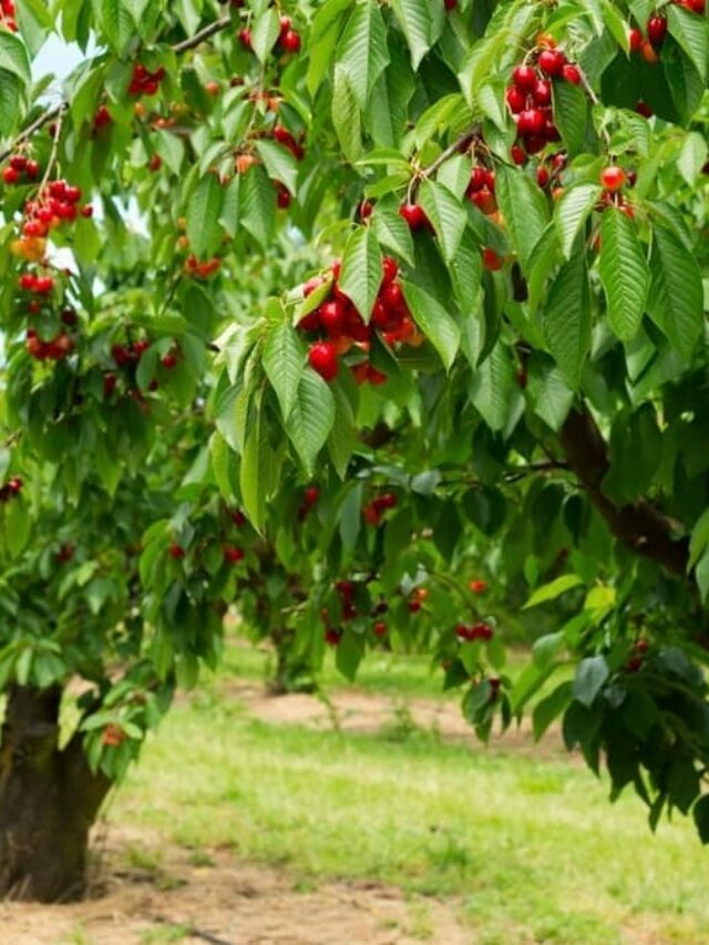 Growing A Cherry Tree Indoors Is Totally Possible- Make it happen!