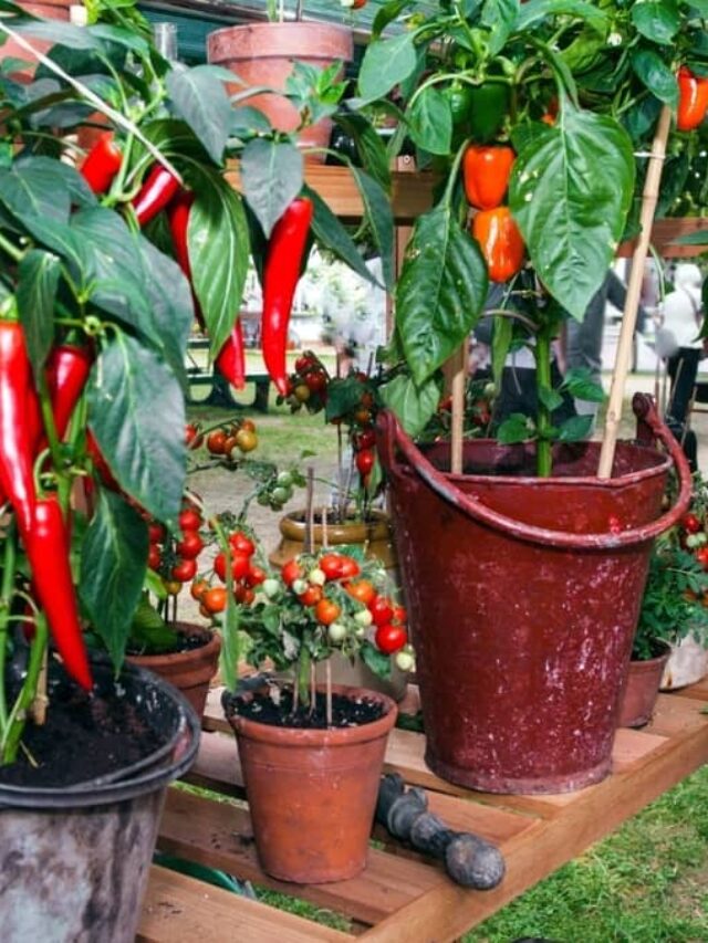 Spice Up Your Garden: Grow Chili Plant Indoors