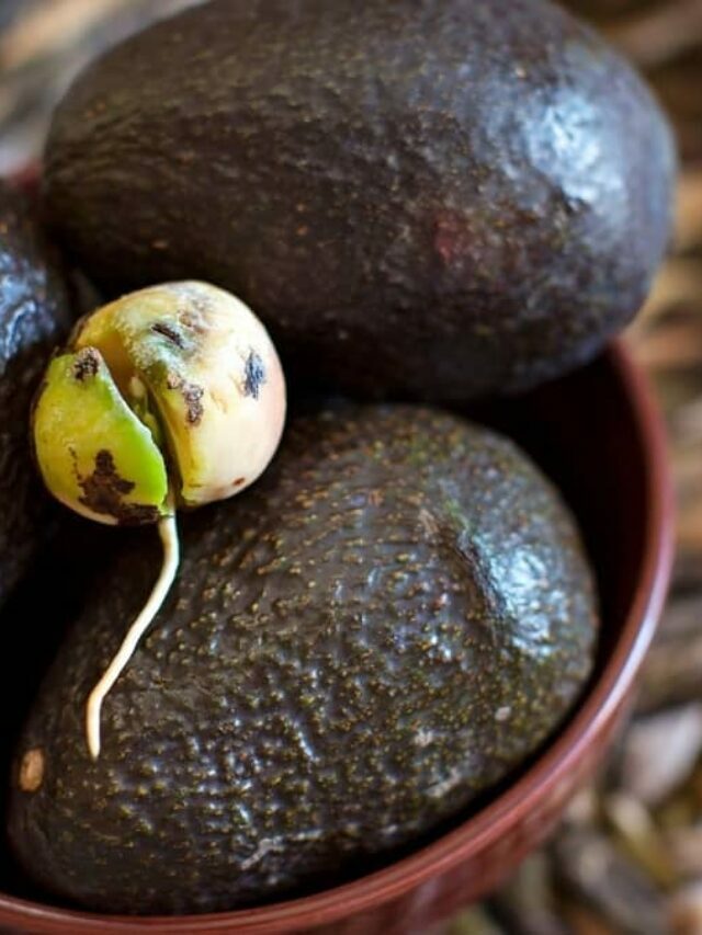Make Growing Avocados From Seed Indoors A Reality!