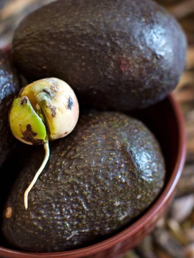 GrowinMake Growing Avocados From Seed Indoors A Reality!g-avocados-from-seed-indoors