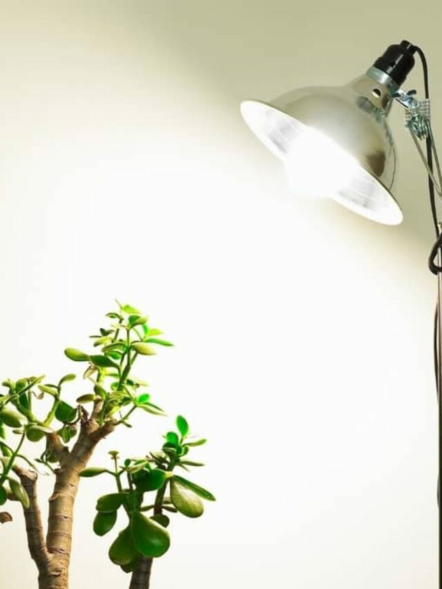 Must-Try Lights If You Want To Grow Indoor Plants