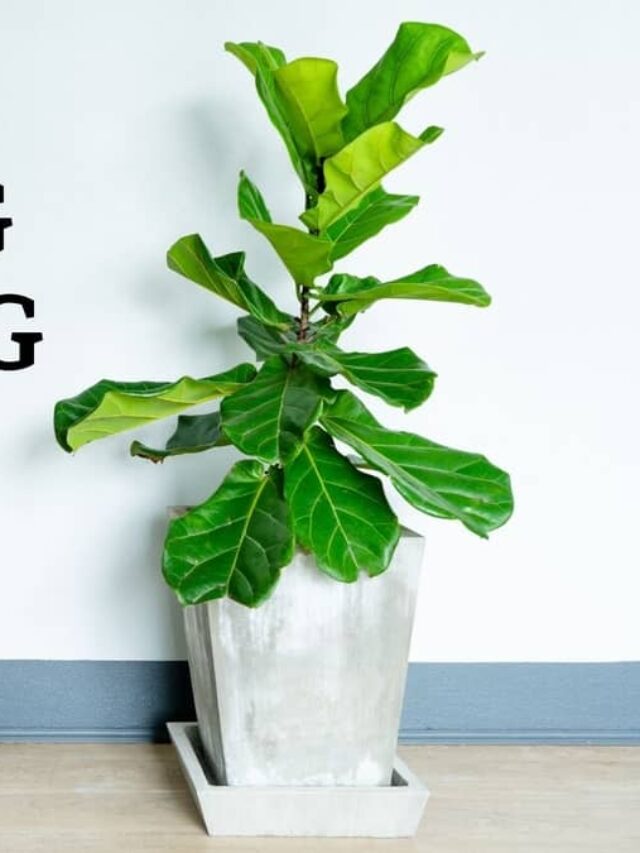 Fantastic Dwarf Fig Tree Types - Grow & Care Guide