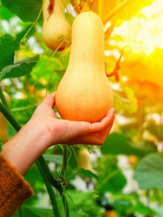Easiest Way To Grow Butternut Squash From Seed Indoors