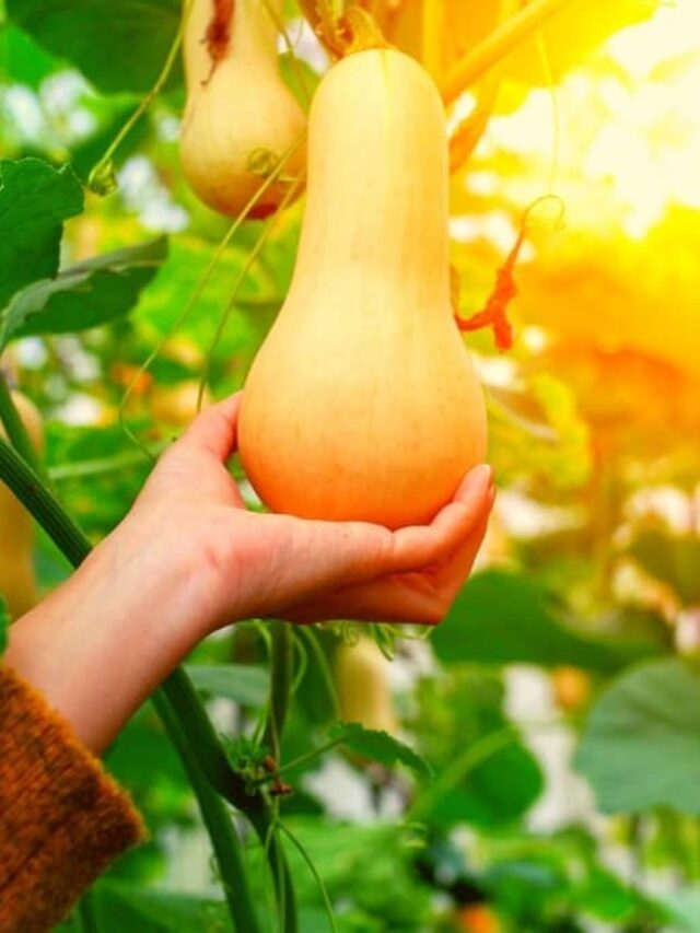Easiest Way To Grow Butternut Squash From Seed Indoors