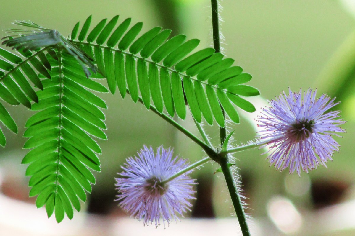 Can You Grow Mimosa Pudica Indoors