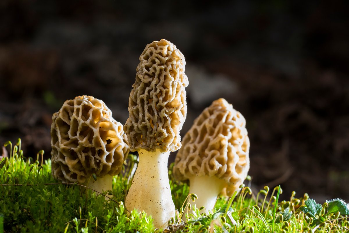 Can You Grow Morels Indoors