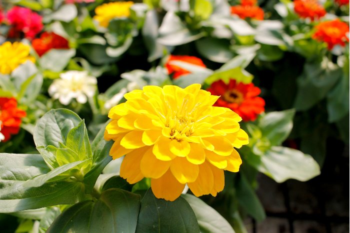 Caring For Zinnia Plants