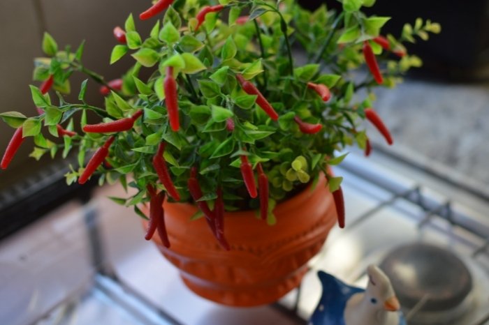 Growing Peppers Indoors In Winter