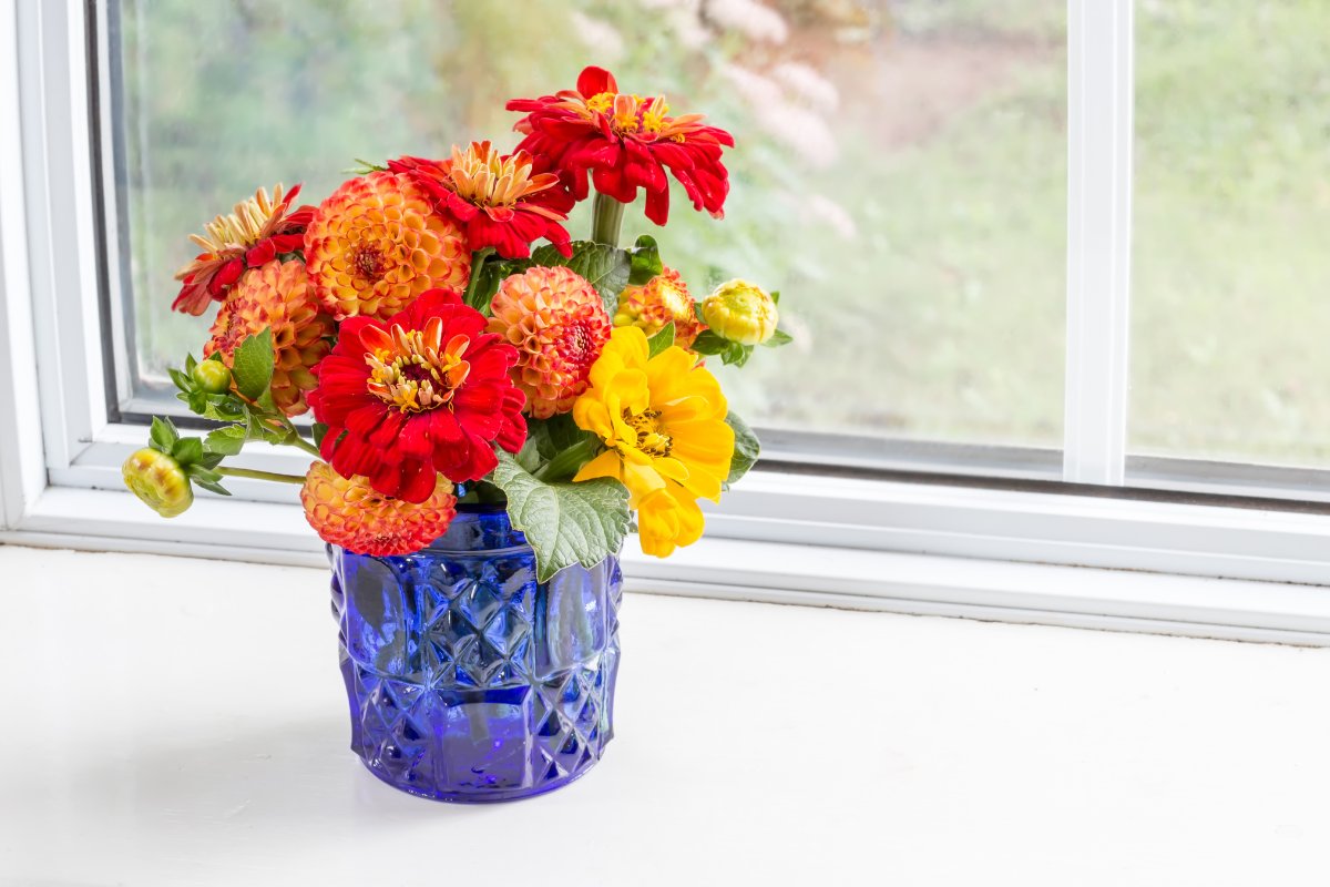 How To Grow Zinnias From Seeds Indoors