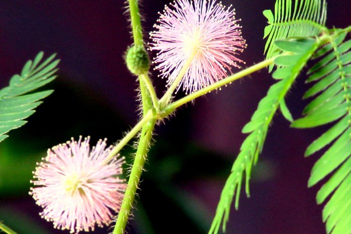 What Is A Mimosa Pudica